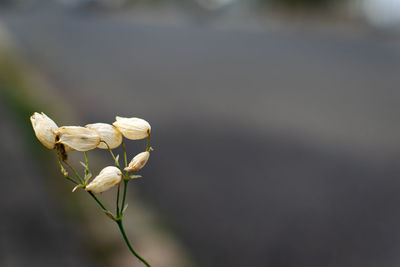 Close-up of wilted flower bud