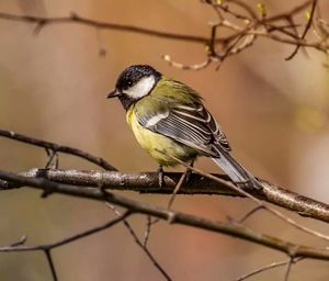 Close-up of bird perching on branch