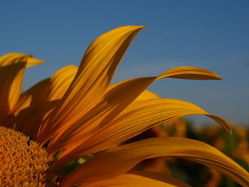 Close-up of sunflower blooming