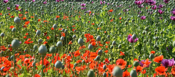 Close-up of red poppy flowers in field