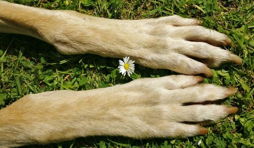 Close-up of puppy sleeping on grass