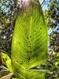 Close-up of fresh green leaves on tree trunk