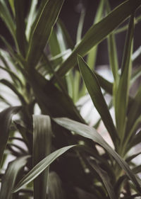 Close-up of palm tree