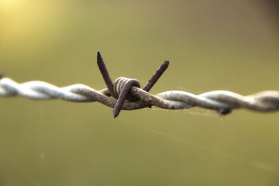 Close-up of barbed wire