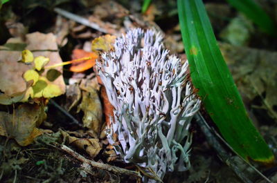 Close-up of flowers growing on field