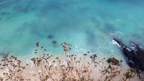 High angle view of plants by sea