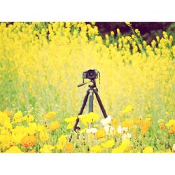 Yellow flowers growing on field