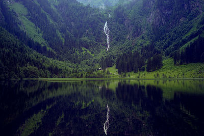 Scenic view of lake in forest