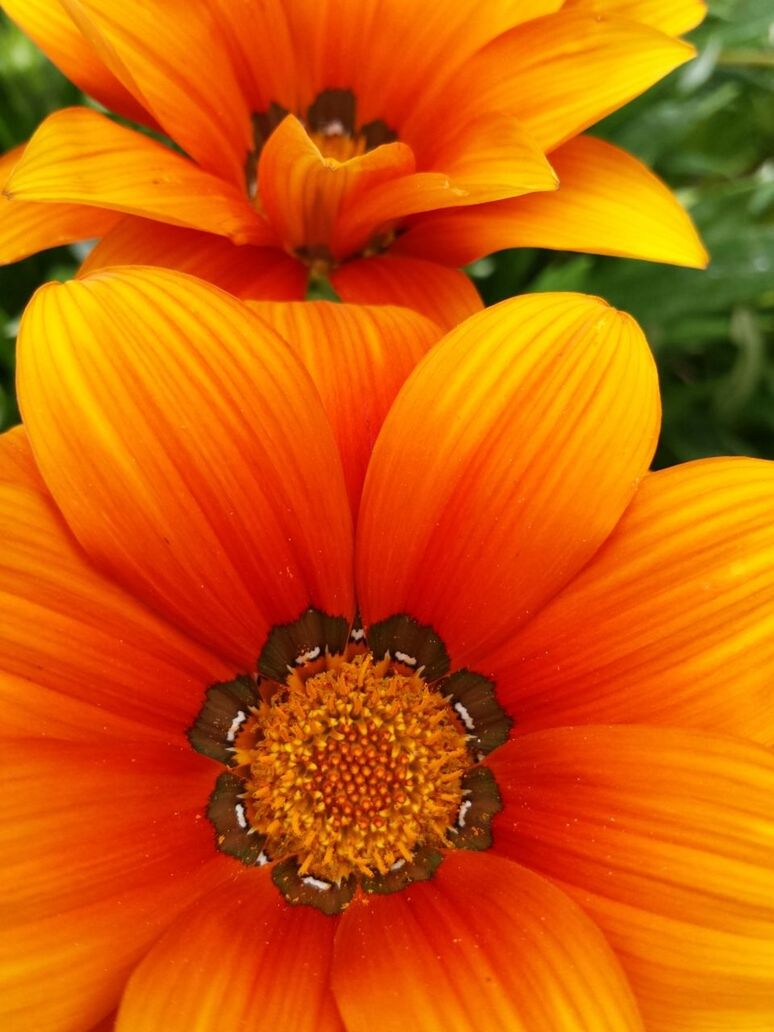 flower, petal, freshness, flower head, fragility, beauty in nature, orange color, close-up, pollen, yellow, growth, full frame, nature, stamen, blooming, backgrounds, in bloom, blossom, no people, focus on foreground