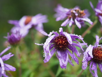 Close-up of bee on purple flower