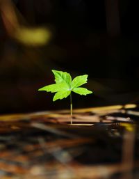 Close-up of small plant growing on field