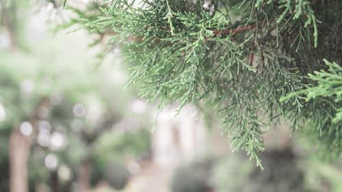 Close-up of pine tree branch