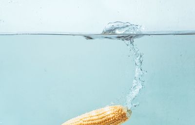 Close-up of corn cob in water