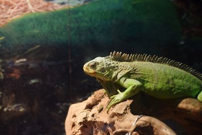 Close-up of lizard on rock