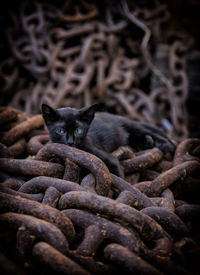 Close-up of cat sitting