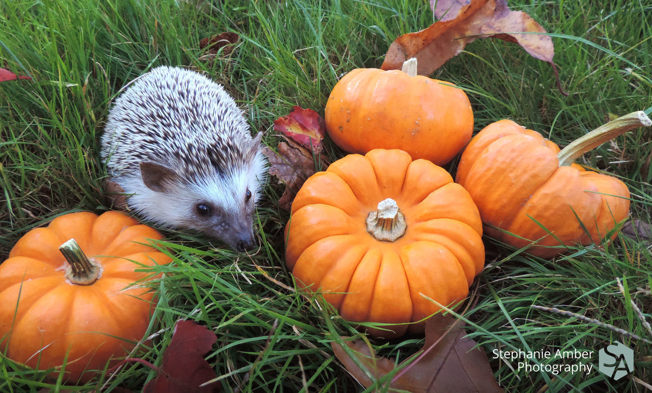 VIEW OF PUMPKINS IN FIELD