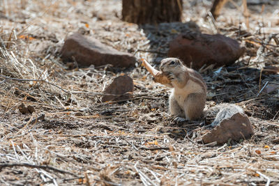 View of squirrel on land