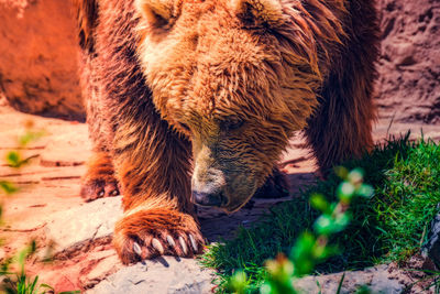 Beautiful specimen of brown bear in warm tones. ursus arctos