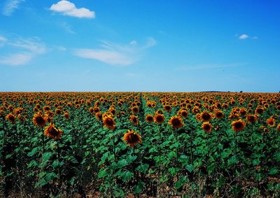 Scenic view of sunflower farm against sky