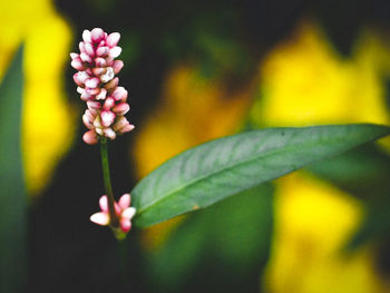 Close-up of flowering plant