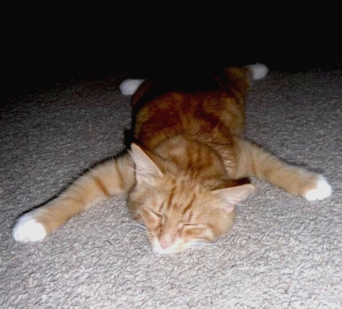 HIGH ANGLE VIEW OF CAT SLEEPING ON CARPET