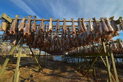 Fish drying on wooden structures at beach against sky