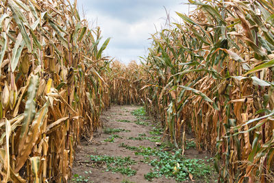 Plants growing on field