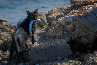 Cat sitting on rock