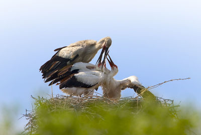 Australian pelicans in nest against clear sky