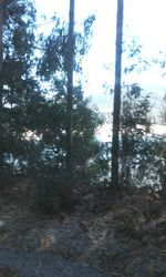 Low angle view of trees in forest