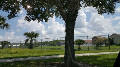 Trees on grassy field against cloudy sky