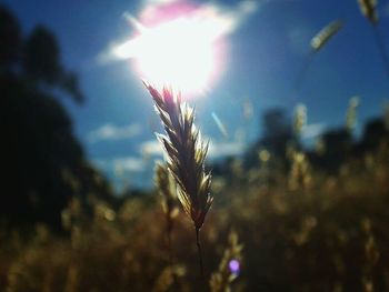 Close-up of sun shining through plants