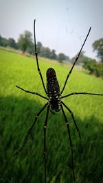 Close-up of spider