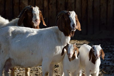 Close-up of dogs on field