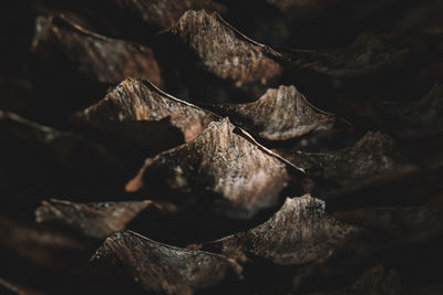 Extreme close-up of pine cone