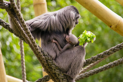 Female silver gibbon with baby