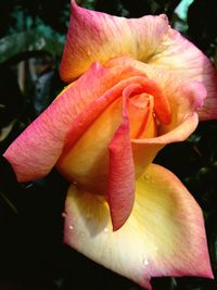 Close-up of pink flowers