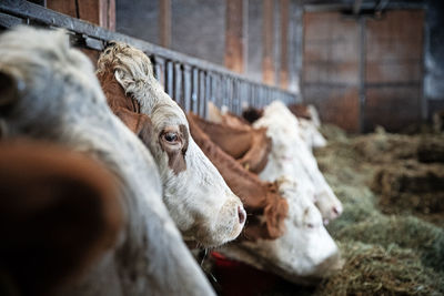 View of a cow in ranch