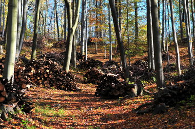 Low angle view of trees in forest