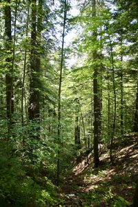 Trees growing in forest