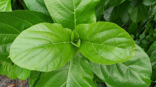 Full frame shot of green leaves