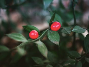 Close-up of red berries growing on tree