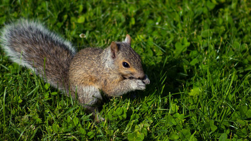 Squirrel on a field