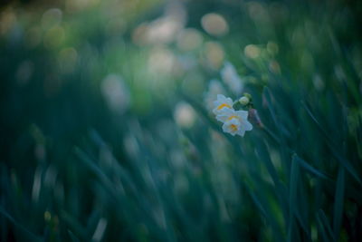 Close-up of flowers blooming outdoors