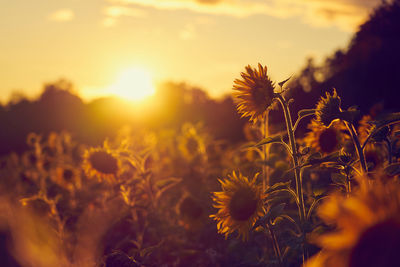 A field of sunflowers in the rays of the setting sun.