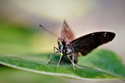 Macro shot of butterfly on leaf