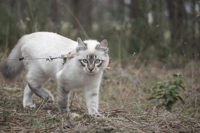 Portrait of a cat on field