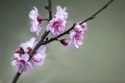 Close-up of pink cherry blossom