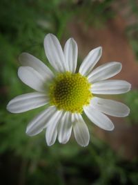 Close-up of white flower blooming outdoors