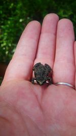 Close-up of a hand holding frog